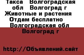 Такса - Волгоградская обл., Волгоград г. Животные и растения » Отдам бесплатно   . Волгоградская обл.,Волгоград г.